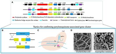 Advances and perspectives on perylenequinone biosynthesis